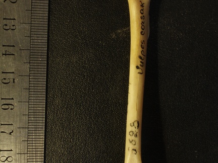 Humerus: posterior view