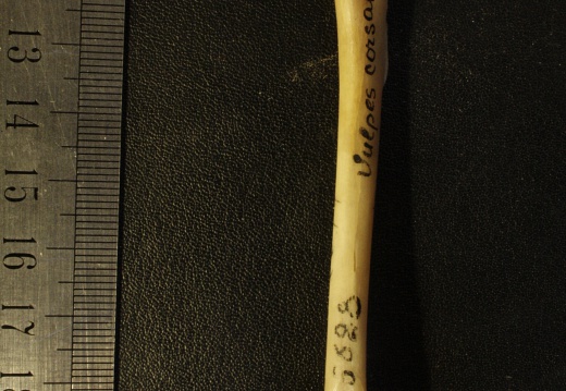 Humerus: posterior view