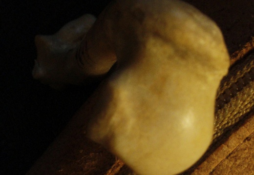 Humerus: proximal end (16743 visits) Vulpes corsac spp. - Right elementCollection: Museum of Paleontology, National Museum of Natural His... Humerus: proximal end