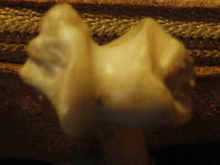 Humérus : extrémité distale (16621 visites) Vulpes corsac spp. - Élément droitCollection : Musée de Paléontologie, Muséum National d'Histoi... Humérus : extrémité distale