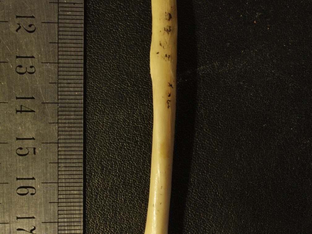 Radius : vue antérieure (14865 visites) Vulpes corsac spp. - Élément droitCollection : Musée de Paléontologie, Muséum National d'Histoi... Radius : vue antérieure
