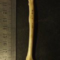 Radius : vue antérieure (15050 visites) Vulpes corsac spp. - Élément droitCollection : Musée de Paléontologie, Muséum National d'Histoi... Radius : vue antérieure