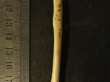 Radius : vue antérieure (14824 visites) Vulpes corsac spp. - Élément droitCollection : Musée de Paléontologie, Muséum National d'Histoi... Radius : vue antérieure