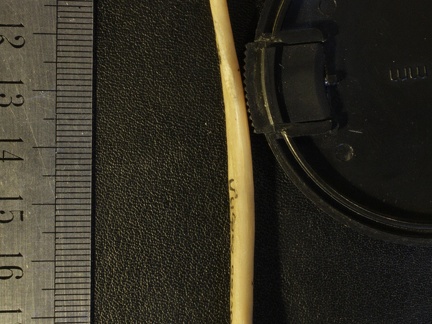 Radius : vue latérale (14052 visites) Vulpes corsac spp. - Élément droitCollection : Musée de Paléontologie, Muséum National d'Histoi... Radius : vue latérale