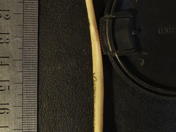 Radius : vue latérale (14190 visites) Vulpes corsac spp. - Élément droitCollection : Musée de Paléontologie, Muséum National d'Histoi... Radius : vue latérale