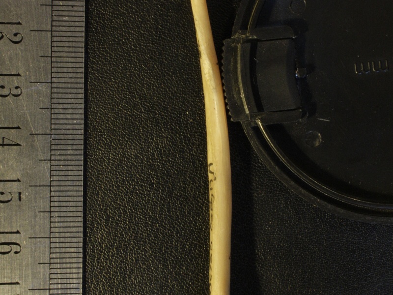 Radius: side view (14066 visits) Vulpes corsac spp. - Right elementCollection: Museum of Paleontology, National Museum of Natural His... Radius: side view