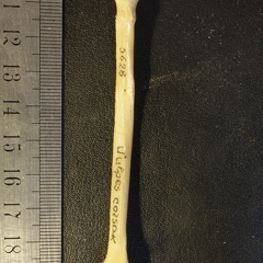 Radius : vue postérieure (13632 visites) Vulpes corsac spp. - Élément droitCollection : Musée de Paléontologie, Muséum National d'Histoi... Radius : vue postérieure