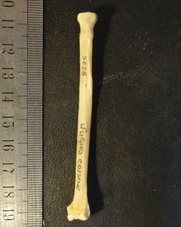 Radius : vue postérieure