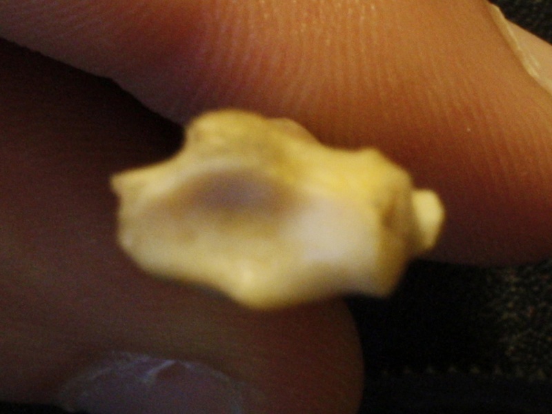 Radio : extremo distal (17666 visitas) Vulpes corsac spp. - Elemento derechoColección : Museo de Paleontología, Museo Nacional de Histori... Radio : extremo distal