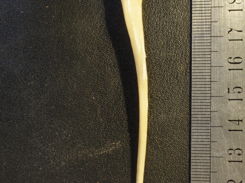Ulna : vista lateral (19932 visitas) Vulpes corsac spp. - Elemento derechoColección : Museo de Paleontología, Museo Nacional de Histori... Ulna : vista lateral