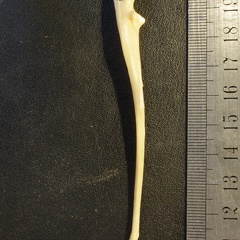 Ulna : vue latérale (19930 visites) Vulpes corsac spp. - Élément droitCollection : Musée de Paléontologie, Muséum National d'Histoi... Ulna : vue latérale
