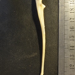 Ulna: side view