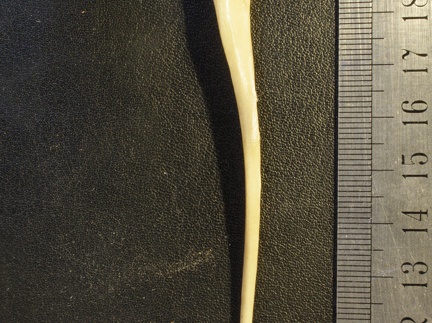 Ulna : vue latérale (19940 visites) Vulpes corsac spp. - Élément droitCollection : Musée de Paléontologie, Muséum National d'Histoi... Ulna : vue latérale