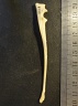 Ulna : vue latérale