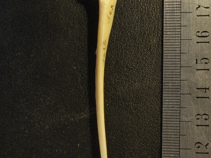 Ulna : vue médiale (20223 visites) Vulpes corsac spp. - Élément droitCollection : Musée de Paléontologie, Muséum National d'Histoi... Ulna : vue médiale