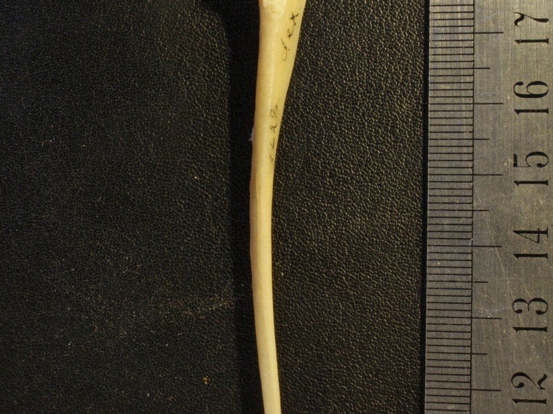 Ulna: medial view (20223 visits) Vulpes corsac spp. - Right elementCollection: Museum of Paleontology, National Museum of Natural His... Ulna: medial view