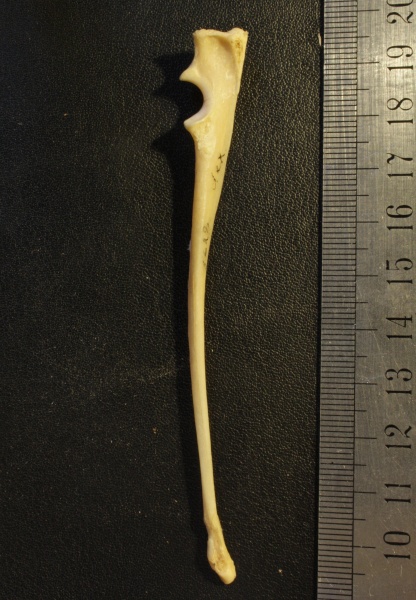 5628_ulna_d_med.jpg