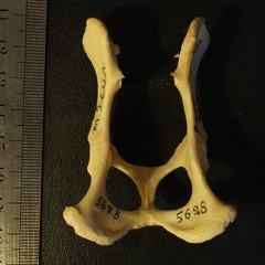 Pelvis : vue dorsale (16622 visites) Vulpes corsac spp.Collection : Musée de Paléontologie, Muséum National d'Histoire Naturelle, Kiev... Pelvis : vue dorsale