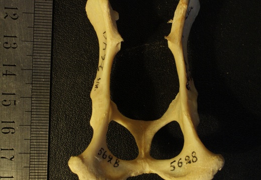 Pelvis : vue dorsale (16018 visites) Vulpes corsac spp.Collection : Musée de Paléontologie, Muséum National d'Histoire Naturelle, Kiev... Pelvis : vue dorsale