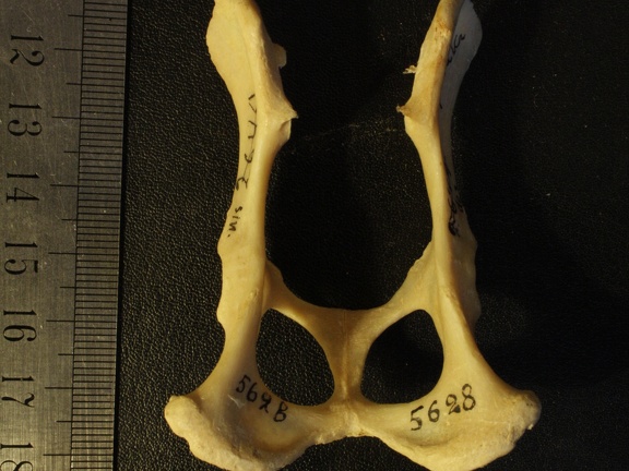 Pelvis : vue dorsale (16700 visites) Vulpes corsac spp.Collection : Musée de Paléontologie, Muséum National d'Histoire Naturelle, Kiev... Pelvis : vue dorsale