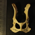 Pelvis : vue ventrale (18611 visites) Vulpes corsac spp.Collection : Musée de Paléontologie, Muséum National d'Histoire Naturelle, Kiev... Pelvis : vue ventrale
