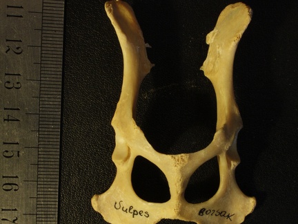 Pelvis : vue ventrale (18199 visites) Vulpes corsac spp.Collection : Musée de Paléontologie, Muséum National d'Histoire Naturelle, Kiev... Pelvis : vue ventrale