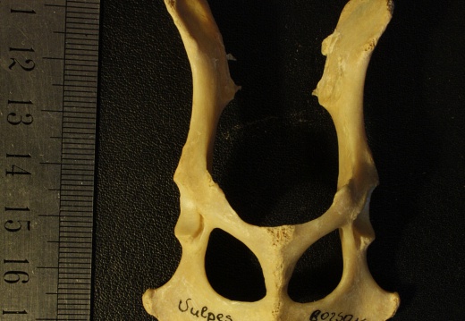 Pelvis : vue ventrale (17547 visites) Vulpes corsac spp.Collection : Musée de Paléontologie, Muséum National d'Histoire Naturelle, Kiev... Pelvis : vue ventrale