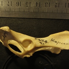 Pelvis : vue latérale droite (16197 visites) Vulpes corsac spp.Collection : Musée de Paléontologie, Muséum National d'Histoire Naturelle, Kiev... Pelvis : vue latérale droite