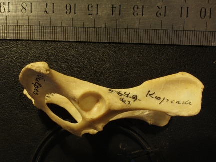 Pelvis : vue latérale droite (15939 visites) Vulpes corsac spp.Collection : Musée de Paléontologie, Muséum National d'Histoire Naturelle, Kiev... Pelvis : vue latérale droite