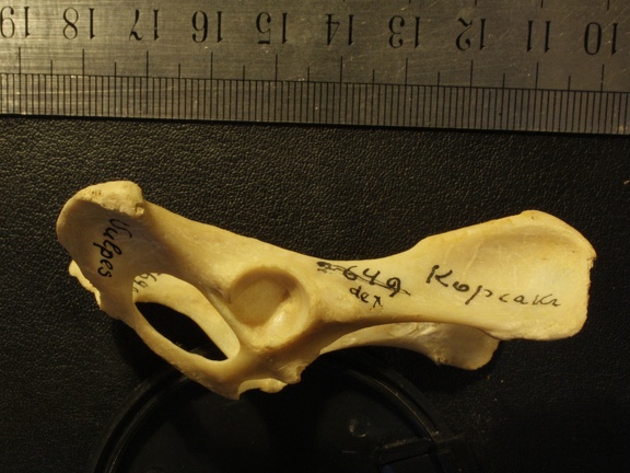 Pelvis : vue latérale droite (16167 visites) Vulpes corsac spp.Collection : Musée de Paléontologie, Muséum National d'Histoire Naturelle, Kiev... Pelvis : vue latérale droite