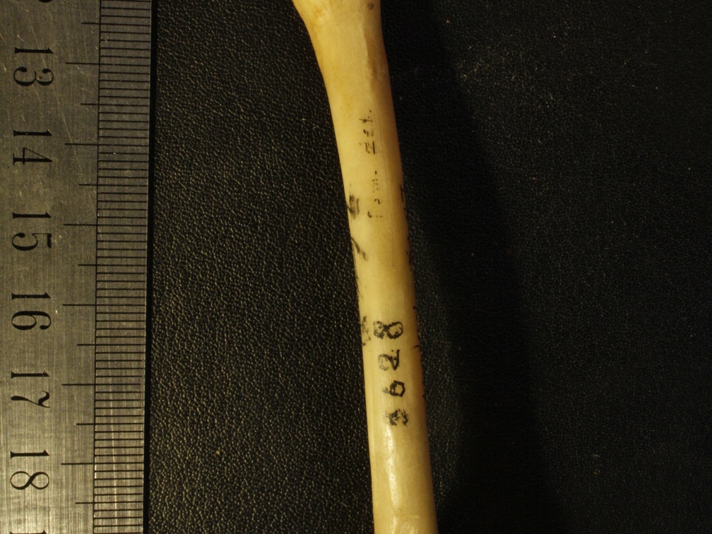 Femur: anterior view (3820 visits) Vulpes corsac spp. - Right elementCollection: Museum of Paleontology, National Museum of Natural His... Femur: anterior view