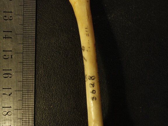 Femur: anterior view (4261 visits) Vulpes corsac spp. - Right elementCollection: Museum of Paleontology, National Museum of Natural His... Femur: anterior view