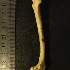 Fémur : vue latérale (17271 visites) Vulpes corsac spp. - Élément droitCollection : Musée de Paléontologie, Muséum National d'Histoi... Fémur : vue latérale