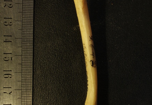 Femur: side view