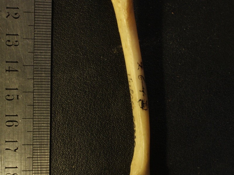 Fémur : vue latérale (17268 visites) Vulpes corsac spp. - Élément droitCollection : Musée de Paléontologie, Muséum National d'Histoi... Fémur : vue latérale