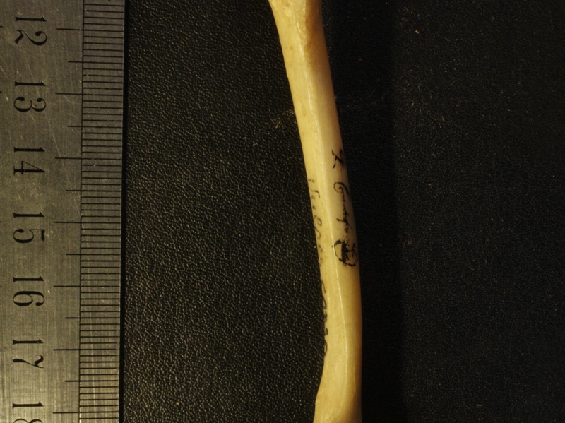 Femur: side view