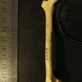 Fémur : vue médiale (16357 visites) Vulpes corsac spp. - Élément droitCollection : Musée de Paléontologie, Muséum National d'Histoi... Fémur : vue médiale