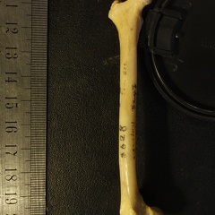 Fémur : vue médiale (16294 visites) Vulpes corsac spp. - Élément droitCollection : Musée de Paléontologie, Muséum National d'Histoi... Fémur : vue médiale