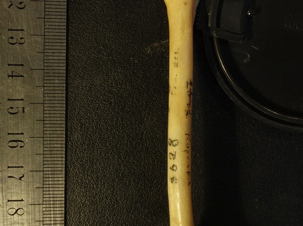 Fémur : vue médiale (16294 visites) Vulpes corsac spp. - Élément droitCollection : Musée de Paléontologie, Muséum National d'Histoi... Fémur : vue médiale