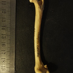 Fémur : vue postérieure (15406 visites) Vulpes corsac spp. - Élément droitCollection : Musée de Paléontologie, Muséum National d'Histoi... Fémur : vue postérieure