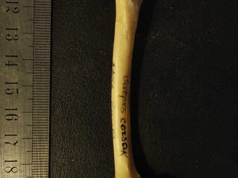 Fémur : vue postérieure (15338 visites) Vulpes corsac spp. - Élément droitCollection : Musée de Paléontologie, Muséum National d'Histoi... Fémur : vue postérieure