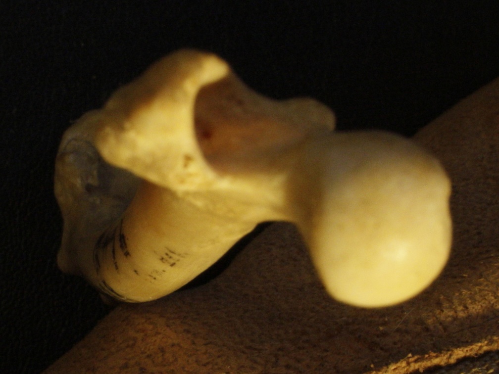 Fémur : extrémité proximale (20609 visites) Vulpes corsac spp. - Élément droitCollection : Musée de Paléontologie, Muséum National d'Histoi... Fémur : extrémité proximale