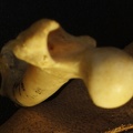 Fémur : extrémité proximale (20687 visites) Vulpes corsac spp. - Élément droitCollection : Musée de Paléontologie, Muséum National d'Histoi... Fémur : extrémité proximale