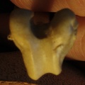 Fémur : extrémité distale (20525 visites) Vulpes corsac spp. - Élément droitCollection : Musée de Paléontologie, Muséum National d'Histoi... Fémur : extrémité distale
