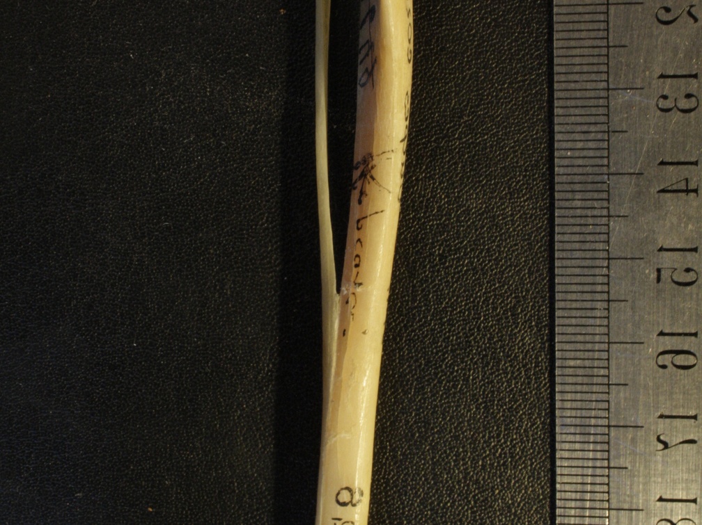 Tibia and fibula: anterior view (24427 visits) Vulpes corsac spp. - Right elementsCollection: Museum of Paleontology, National Museum of Natural Hi... Tibia and fibula: anterior view