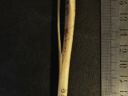 Tibia et fibula : vue antérieure (24598 visites) Vulpes corsac spp. - Éléments droitsCollection : Musée de Paléontologie, Muséum National d'Hist... Tibia et fibula : vue antérieure