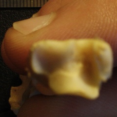 Tibia and fibula: distal end (26246 visits) Vulpes corsac spp. - Right elementsCollection: Museum of Paleontology, National Museum of Natural Hi... Tibia and fibula: distal end