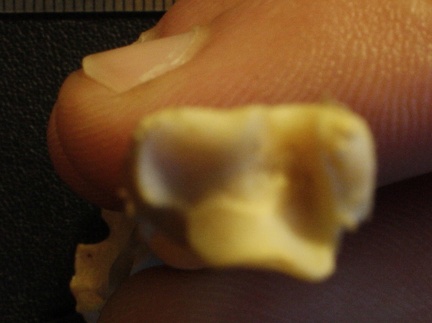 Tibia et fibula : extrémité distale (26246 visites) Vulpes corsac spp. - Éléments droitsCollection : Musée de Paléontologie, Muséum National d'Hist... Tibia et fibula : extrémité distale