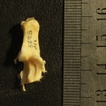 Calcanéus : vue antérieure (23587 visites) Vulpes corsac spp. - Élément droitCollection : Musée de Paléontologie, Muséum National d'Histoi... Calcanéus : vue antérieure