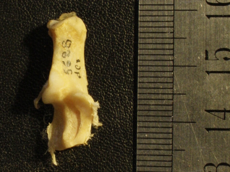 Calcanéus : vue antérieure (23561 visites) Vulpes corsac spp. - Élément droitCollection : Musée de Paléontologie, Muséum National d'Histoi... Calcanéus : vue antérieure